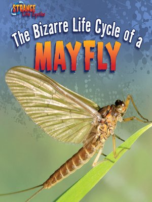 cover image of The Bizarre Life Cycle of a Mayfly